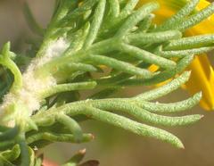 Euryops pinnatipartitus