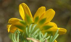 Euryops pinnatipartitus