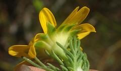 Euryops pinnatipartitus