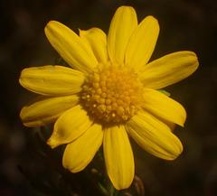Euryops pinnatipartitus
