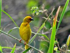 Ploceus subaureus subaureus