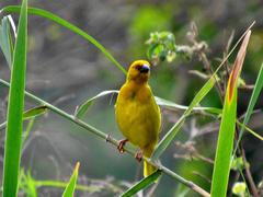 Ploceus subaureus subaureus