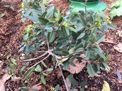 Frangula californica