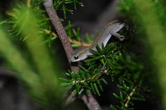 Diplodactylus vittatus