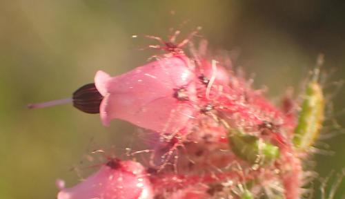 Image of Eyelash Heath (Erica aneimena) by (c) Nicola van Berkel, some rights reserved (CC BY-SA)