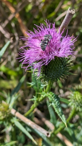 Thistle Longhorn-cuckoo