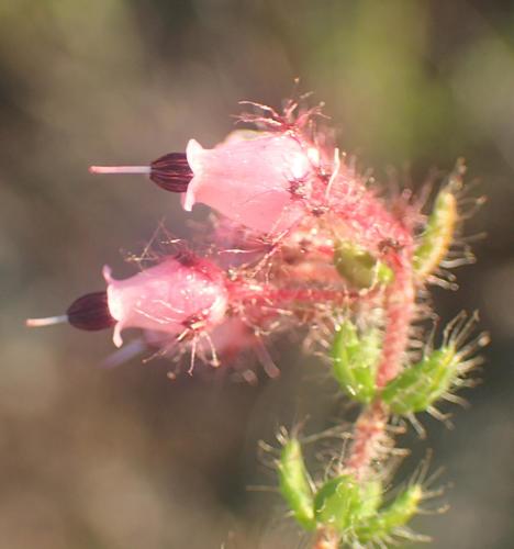 Image of Eyelash Heath (Erica aneimena) by (c) Nicola van Berkel, some rights reserved (CC BY-SA)