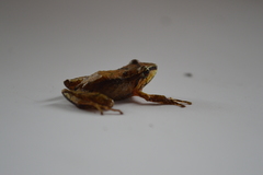 Pristimantis pharangobates