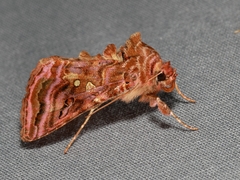 Autographa mappa