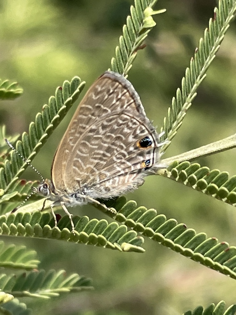 Anthene suquala