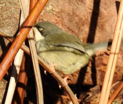 Apalis thoracica claudei