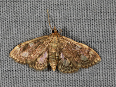 Anania tertialis