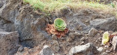 Aeonium glandulosum image