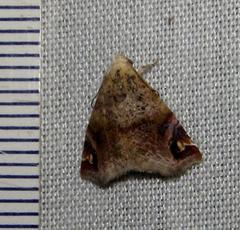 Eublemma apicimacula