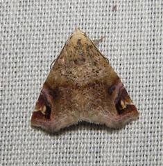 Eublemma apicimacula