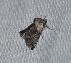 Abrostola microvalis