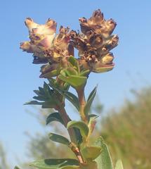 Penaea cneorum gigantea