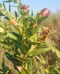 Penaea cneorum gigantea