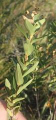 Penaea cneorum gigantea