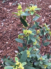 Frangula californica