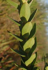 Penaea cneorum gigantea