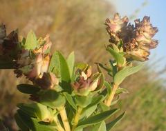 Penaea cneorum gigantea