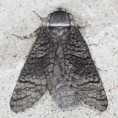 Acossus centerensis
