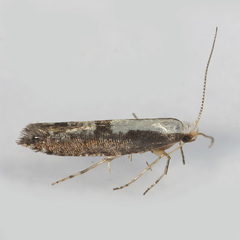 Argyresthia conjugella