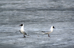 Chroicocephalus ridibundus