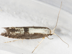 Argyresthia conjugella