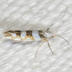 Argyresthia calliphanes