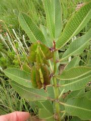 Pachycarpus dealbatus