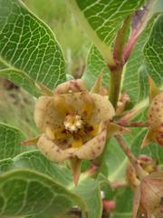 Pachycarpus dealbatus