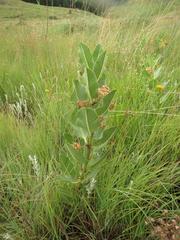 Pachycarpus dealbatus