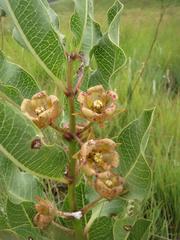 Pachycarpus dealbatus