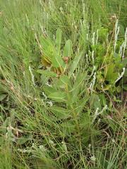 Pachycarpus dealbatus