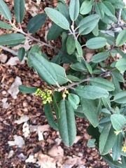 Frangula californica