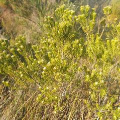 Phylica axillaris axillaris