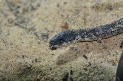 Pygopus lepidopodus