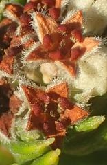 Phylica axillaris axillaris