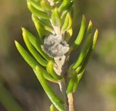 Phylica axillaris axillaris