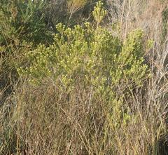 Phylica axillaris axillaris