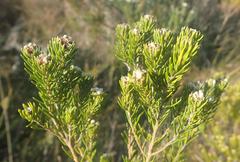 Phylica axillaris axillaris