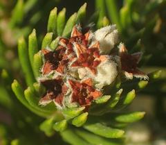 Phylica axillaris axillaris