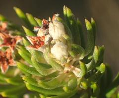 Phylica axillaris axillaris