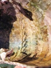 Mesocentrotus franciscanus image