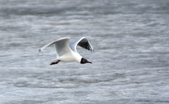 Chroicocephalus ridibundus