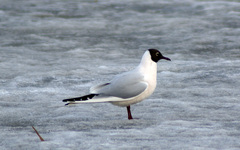 Chroicocephalus ridibundus