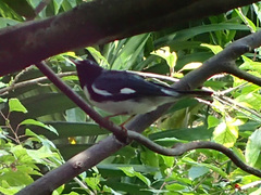 Setophaga caerulescens