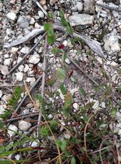 Indigofera sarmentosa